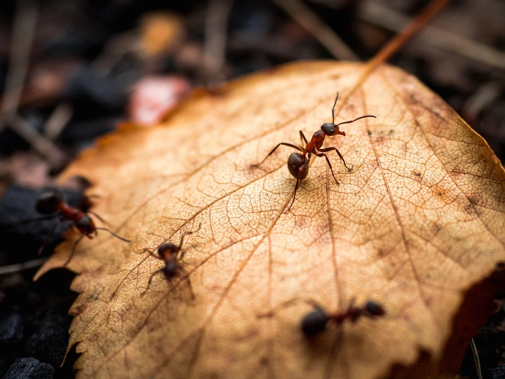 Ants crawling over a leaf in the fall